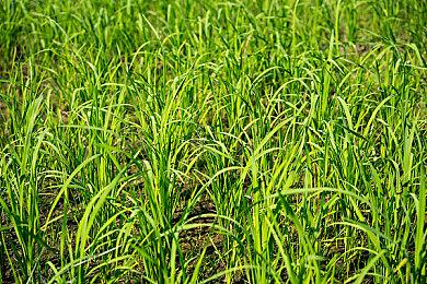 PS5 Pro将在2026年迎来重磅升级：将用满血超分技术替换目前的PSSR