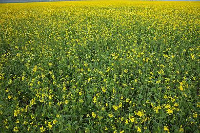 与好友一起撸猫 火爆放置游戏《邦戈猫》多人模式更新